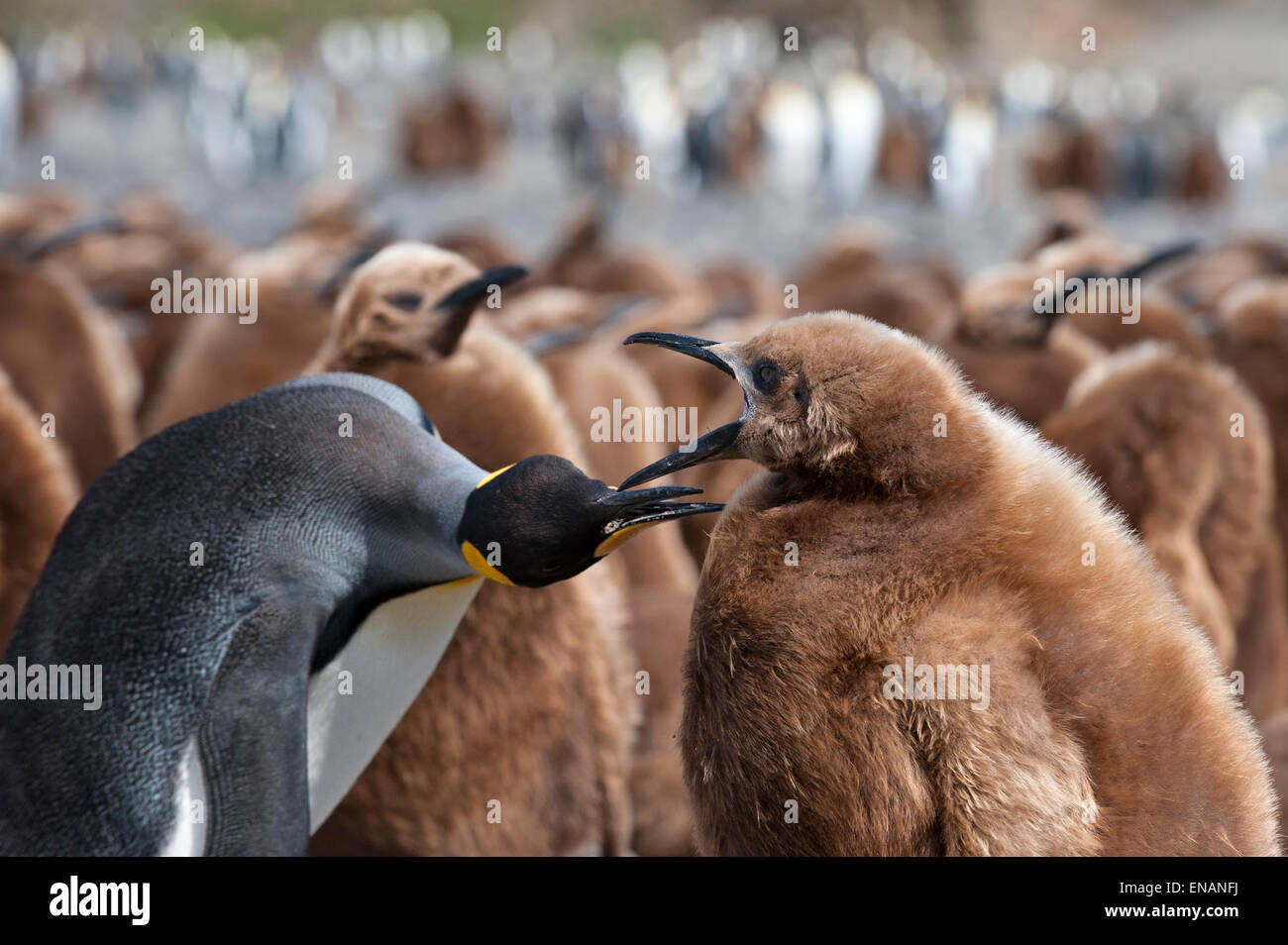 Pinguino reale alimentazione di un pulcino, (Aptenodytes patagonicus), Fortuna Bay, Isola Georgia del Sud Foto Stock