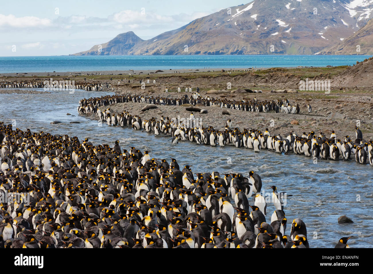 Pinguino reale (Aptenodytes patagonicus) colonia, St Andrews Bay, Isola Georgia del Sud Foto Stock