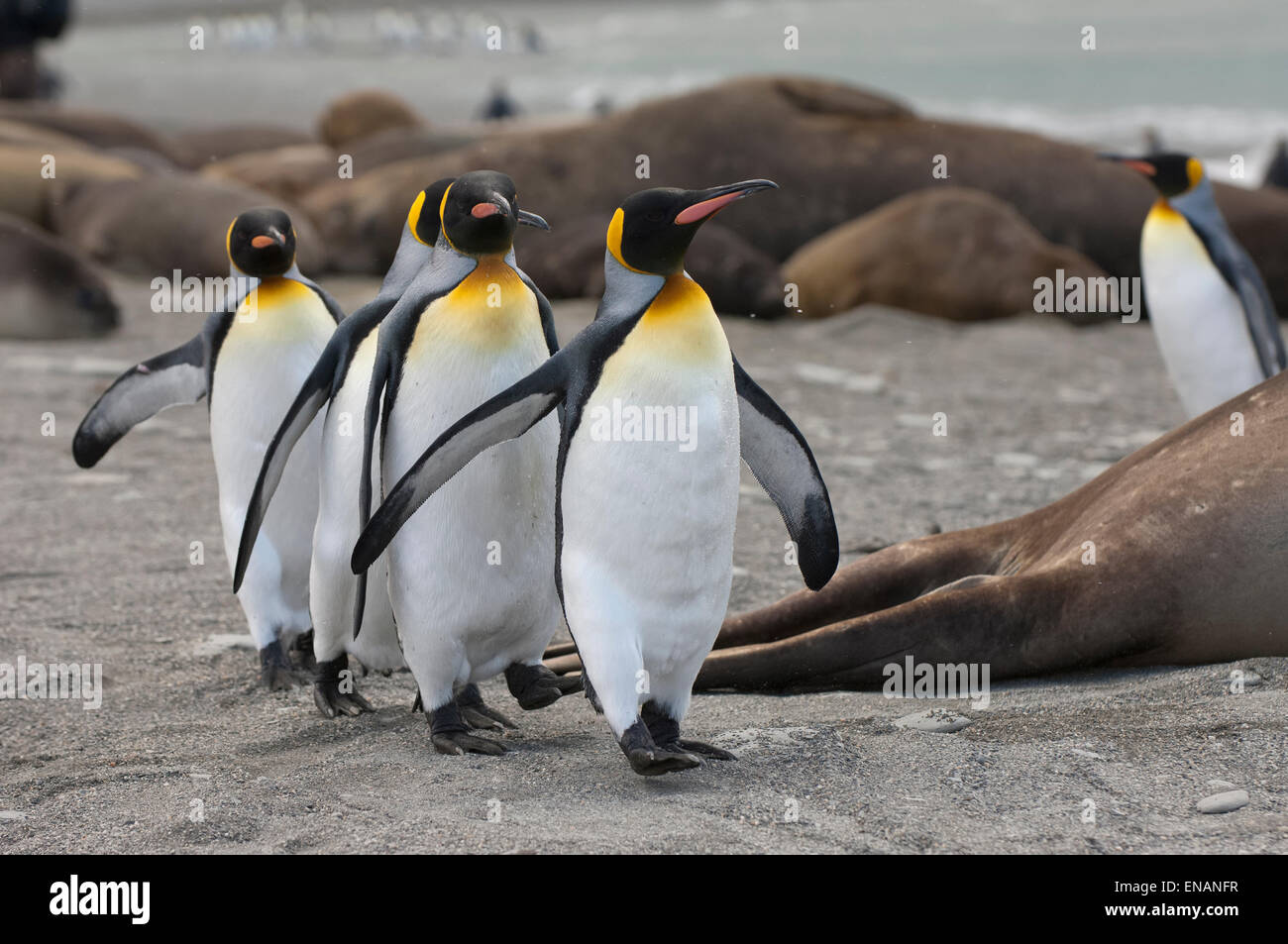 Gruppo di pinguini re (Aptenodytes patagonicus) passeggiare sulla riva, St Andrews Bay, Isola Georgia del Sud Foto Stock