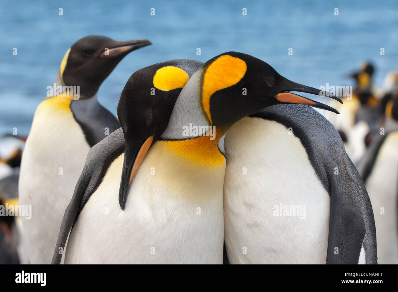 Coppia di Re pinguini (Aptenodytes patagonicus), St Andrews Bay, Isola Georgia del Sud Foto Stock