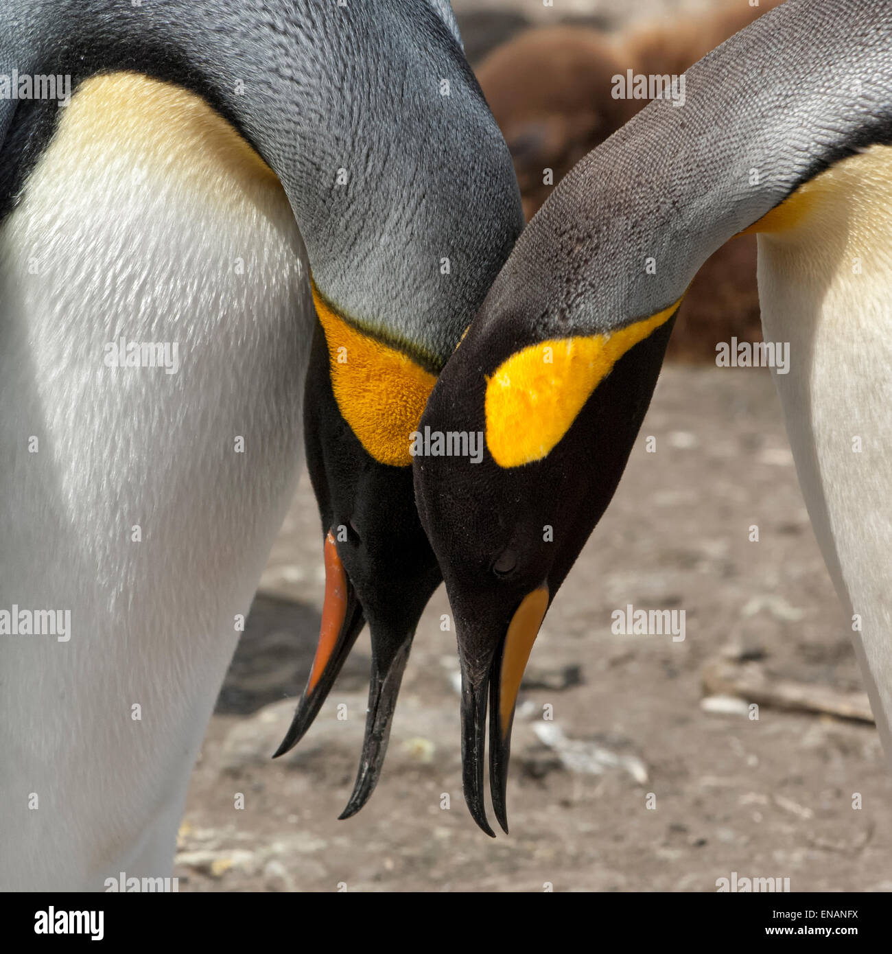Coppia di Re pinguini (Aptenodytes patagonicus), St Andrews Bay, Isola Georgia del Sud Foto Stock