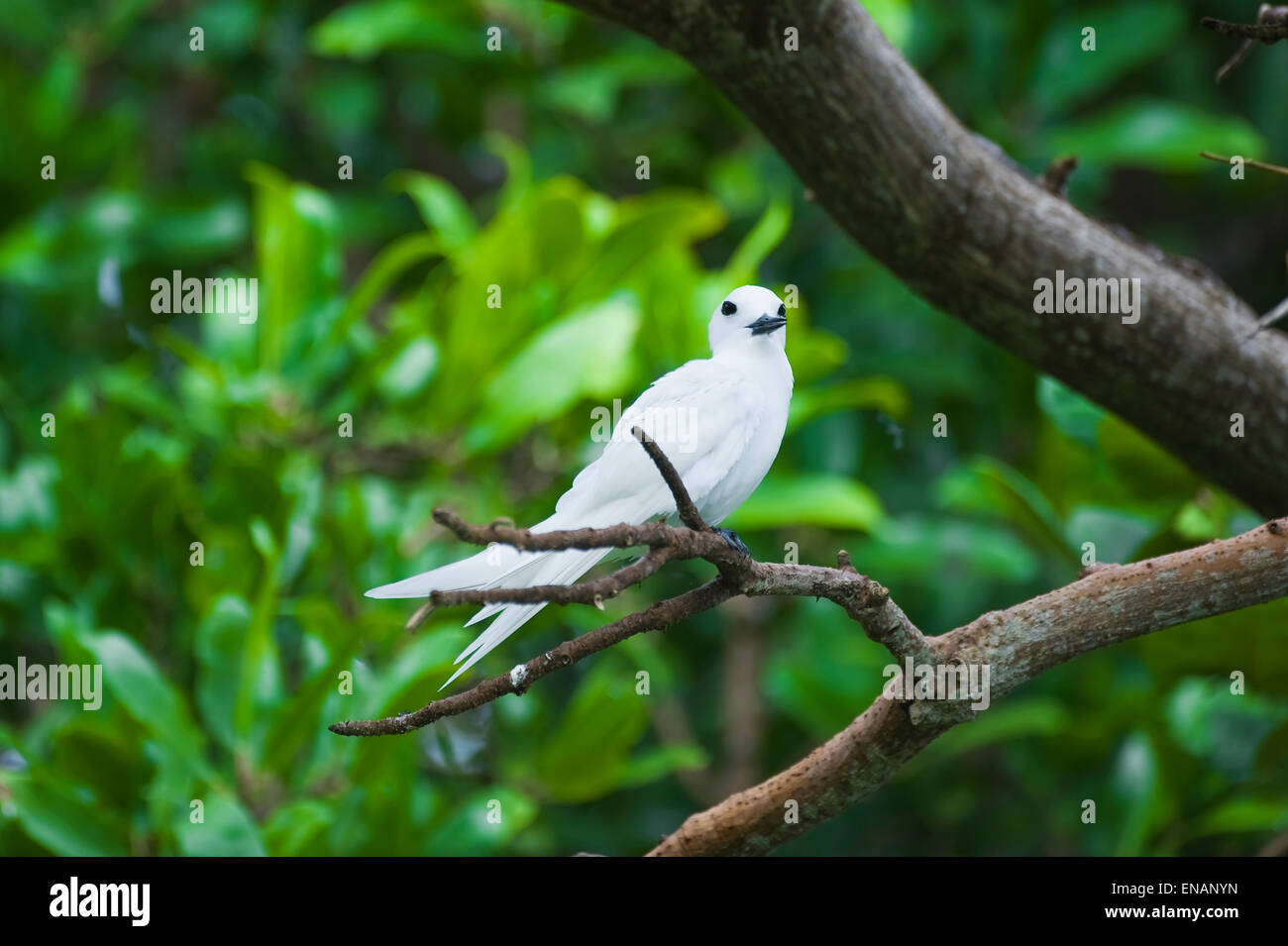 Bianco comune-tern o Fairy Tern (Gygis alba), Fernando de Noronha, Brasile Foto Stock