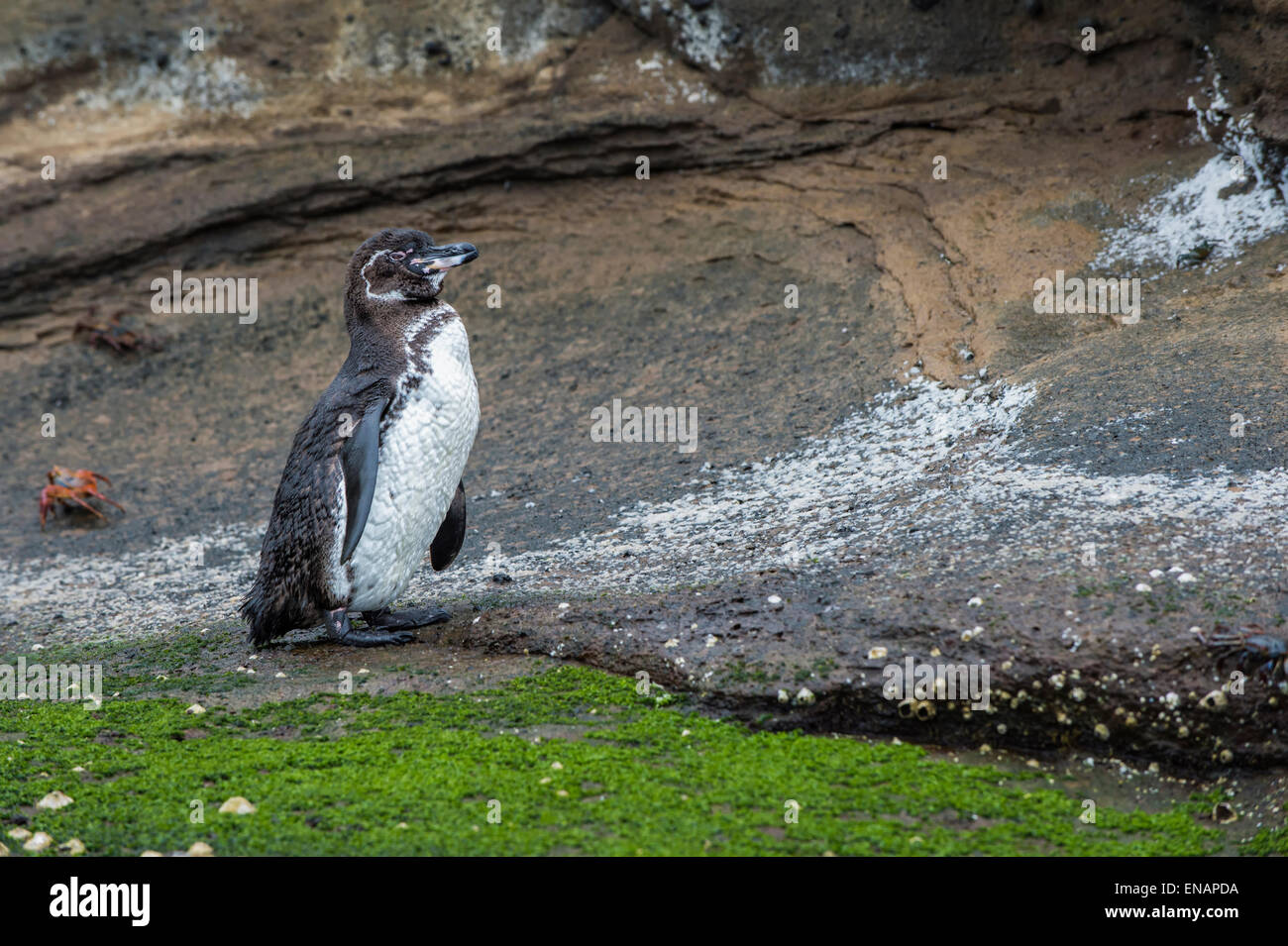 Le Galapagos Penguin (Spheniscus mendiculus), Tagus Cove, Isabela Island, Galapagos, Ecuador Foto Stock