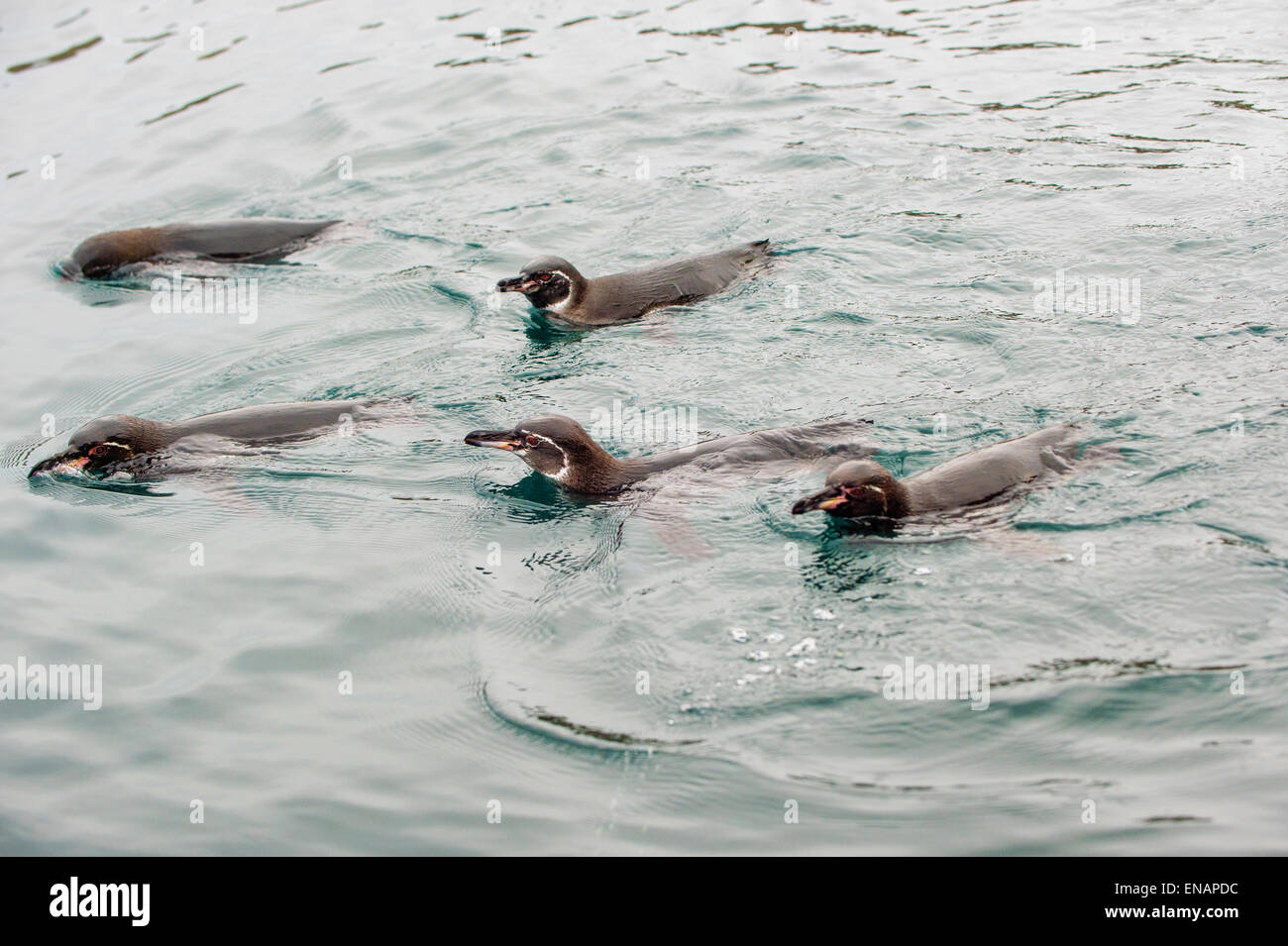 Pinguini di Galapagos (Spheniscus mendiculus) nuoto, Tagus Cove, Isabela Island, Galapagos, Ecuador Foto Stock