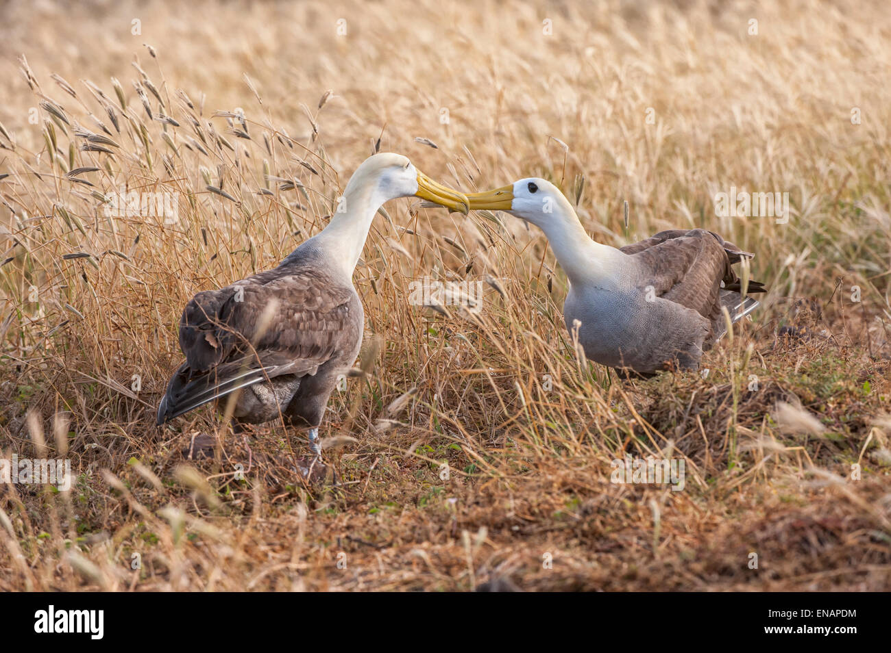 Sventolato albatri (phoebastria irrorata), isola hispanola, Galapagos, Ecuador Foto Stock
