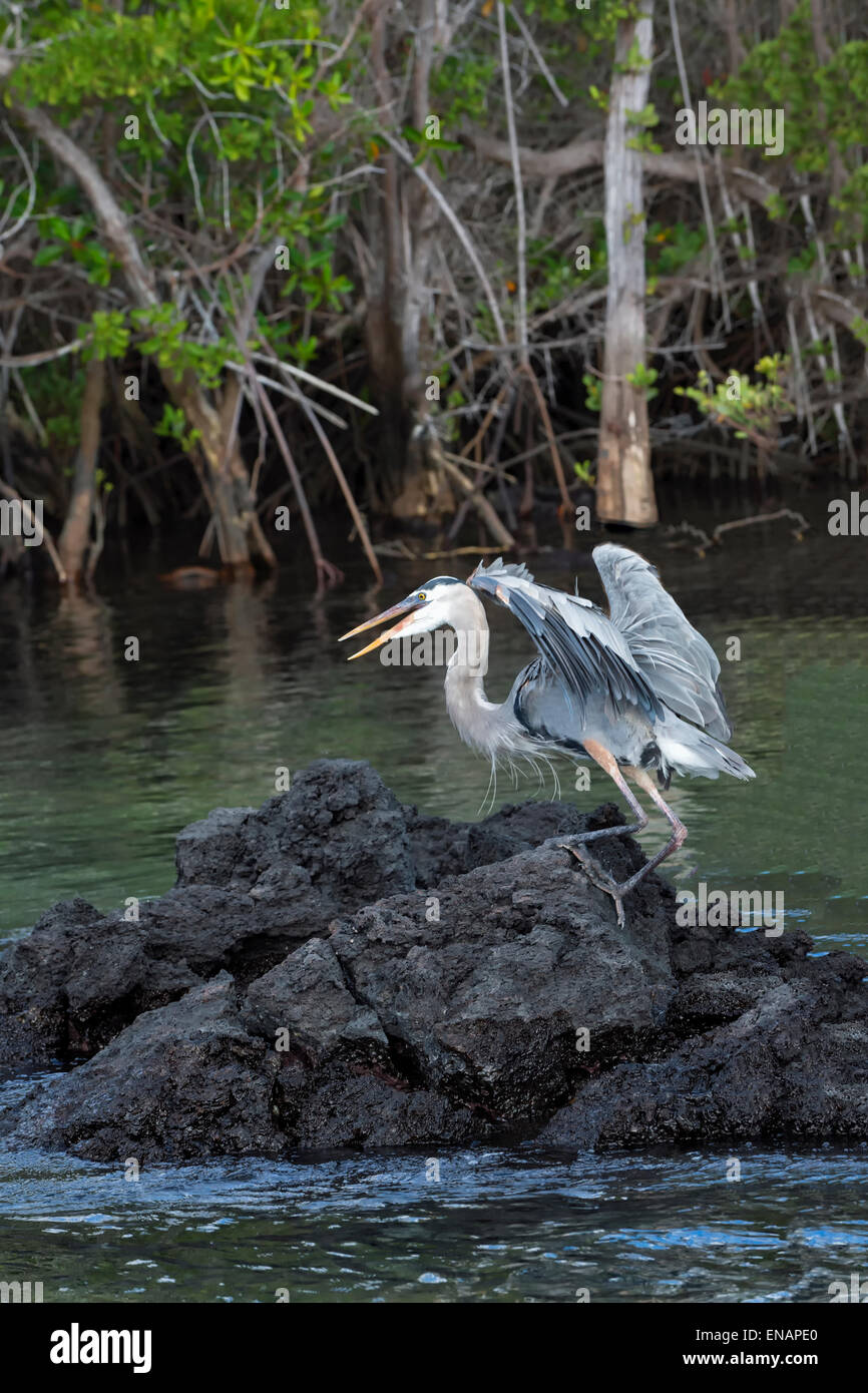 Airone blu (Ardea erodiade), Elisabeth bay, isabela island, Galapagos, Ecuador Foto Stock
