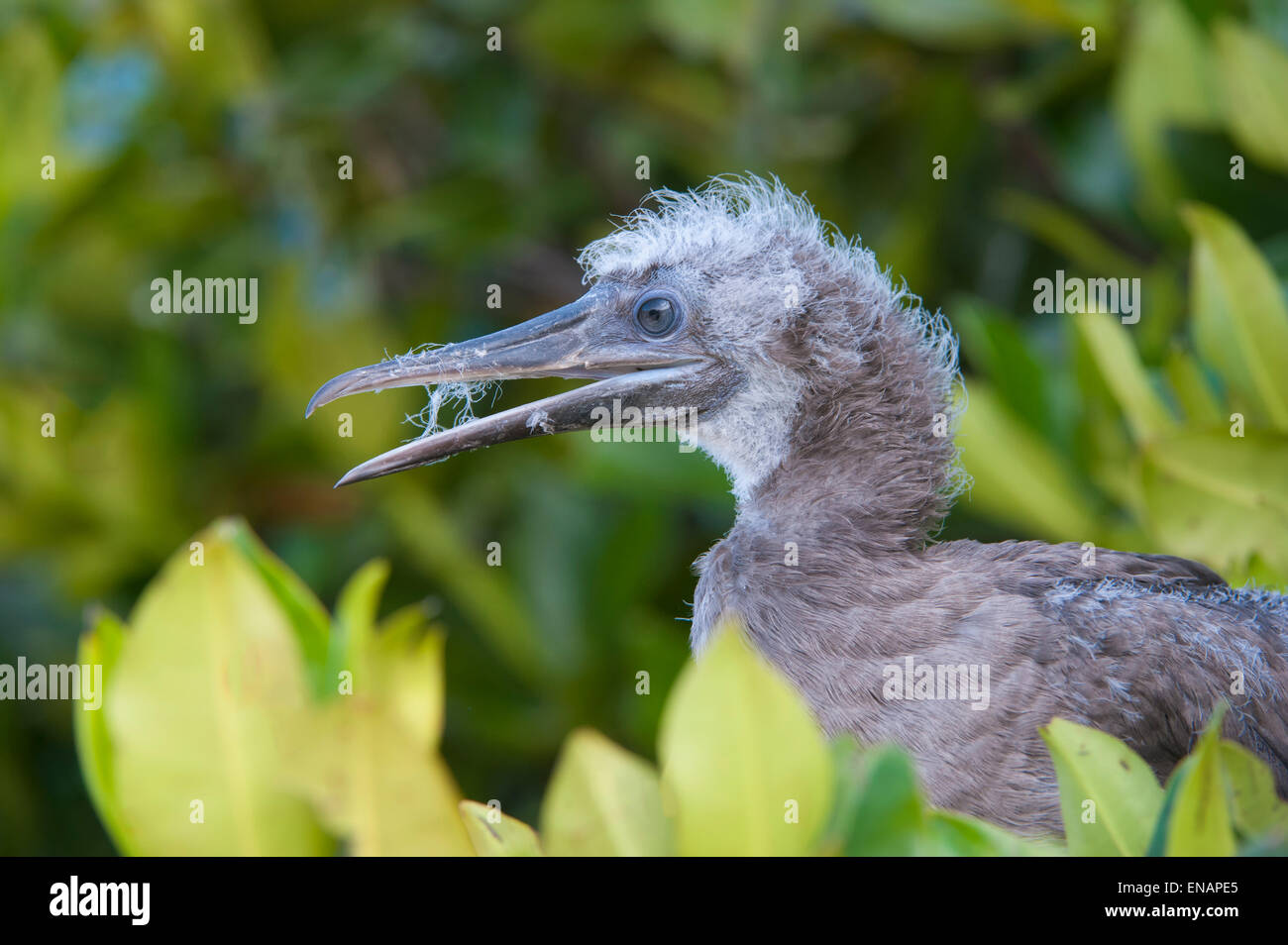 I capretti red footed booby (sula sula) in mangrovia rossa, genovesa island, Galapagos, Ecuador Foto Stock