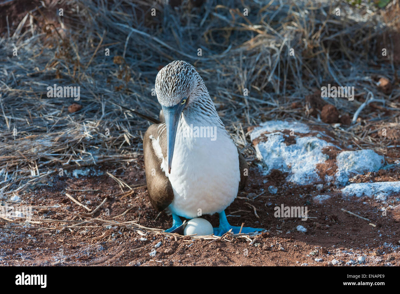 Le galapagos blu-footed booby (sula nebouxii excisa), North Seymour island, Galapagos, Ecuador Foto Stock