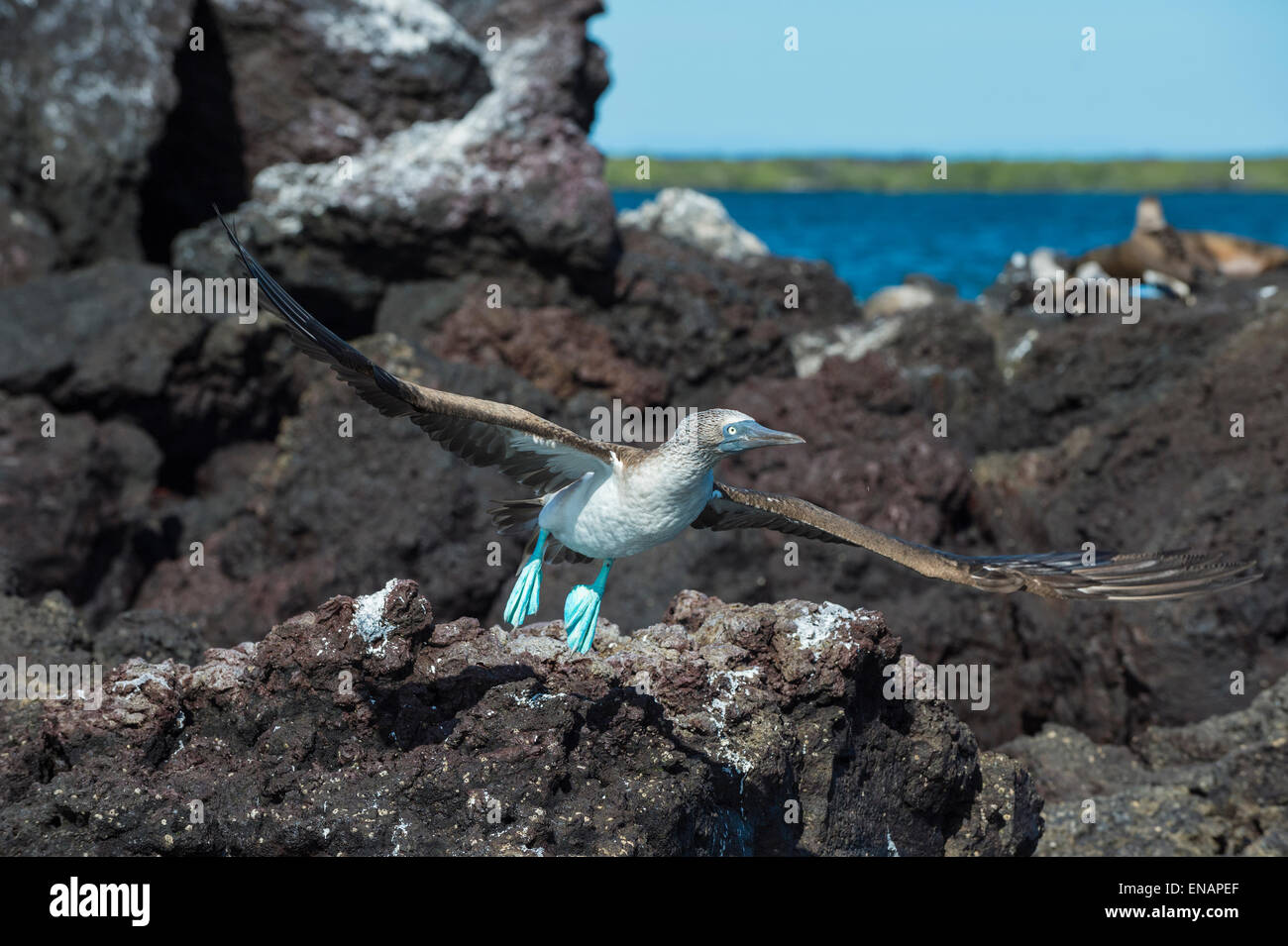 Le Galapagos Blu-footed Booby (Sula nebouxii excisa) in volo, Elisabeth Bay, Isabela Island, Galapagos, Ecuador Foto Stock