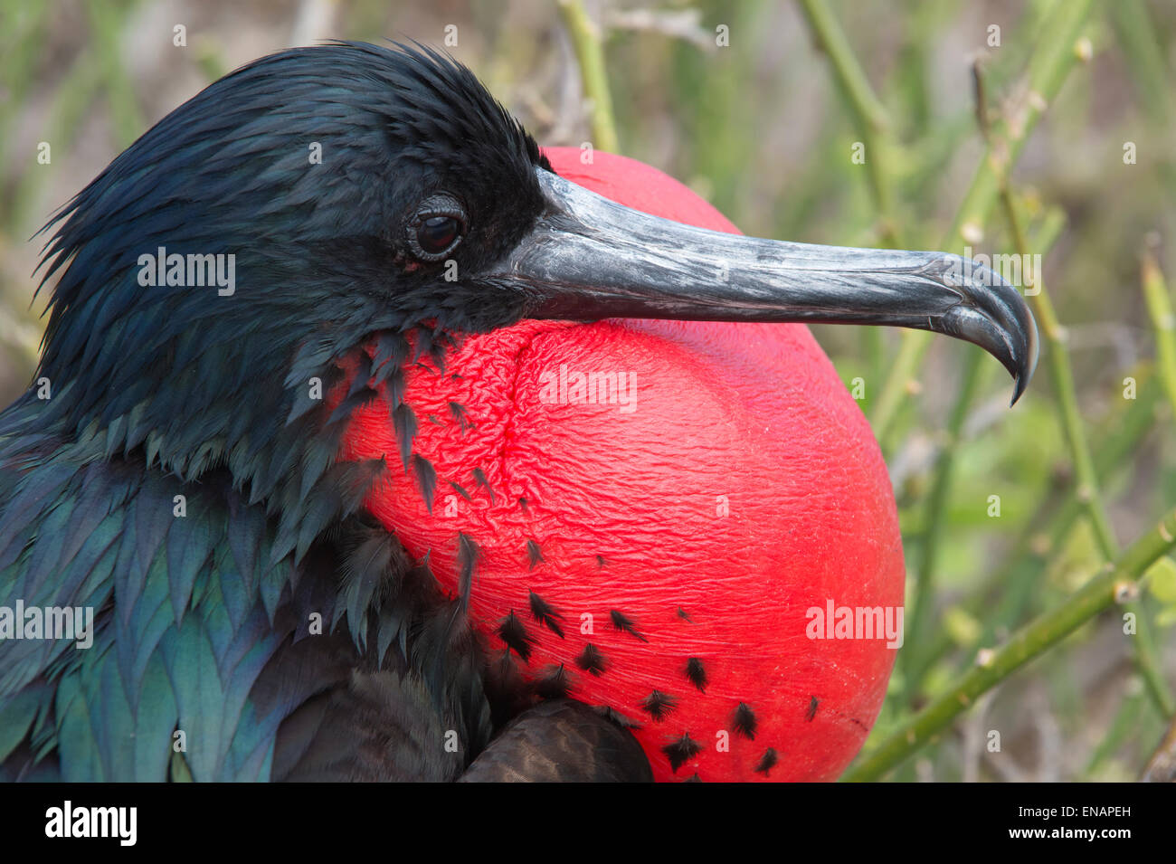 Grande Frigatebird maschio (Fregata minori), Genovesa Island, Galapagos, Ecuador Foto Stock