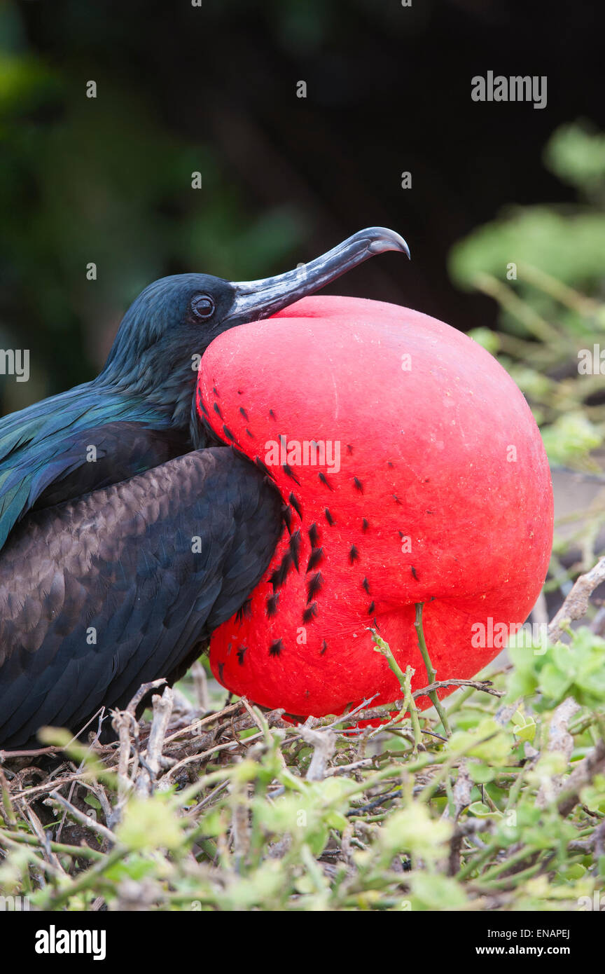 Grande Frigatebird maschio (Fregata minori), Genovesa Island, Galapagos, Ecuador Foto Stock