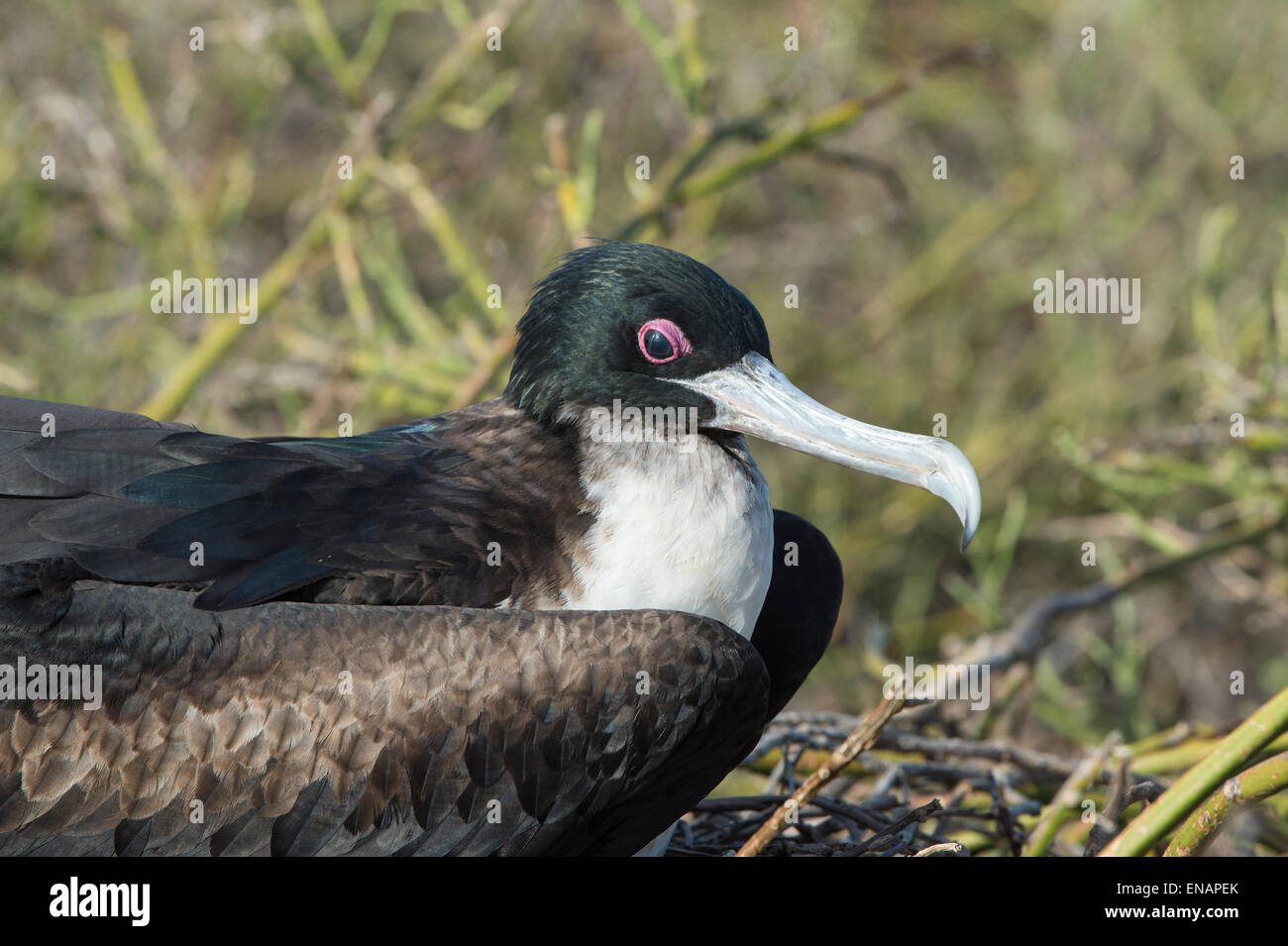 Magnifica Frigate Bird femminile, (Fregata magnificens), North Seymour Island, Galapagos, Ecuador Foto Stock