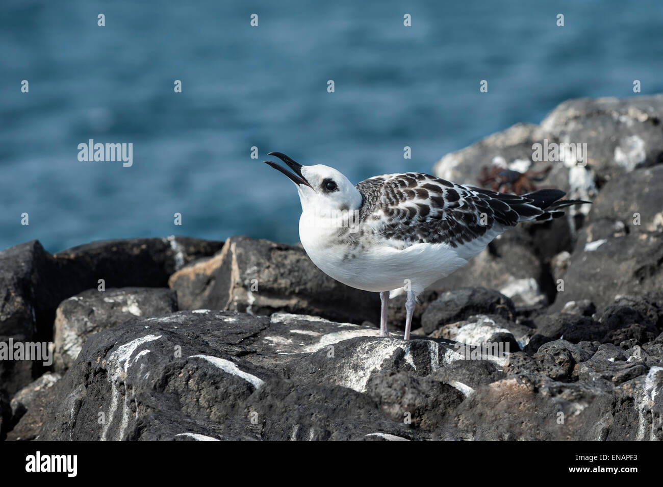 Immaturo Swallow-tailed gull (Larus furcatus), South Plaza Island, Galapagos, Ecuador Foto Stock