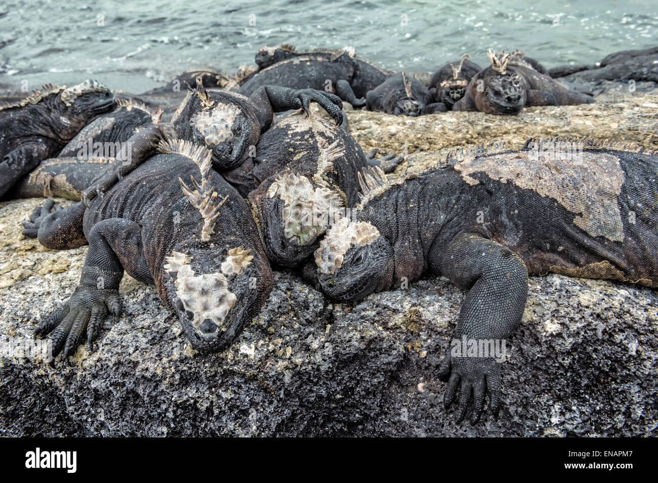 Iguane marine (Amblyrhynchus cristatus hassi), punta espinoza, Fernandina Island, Galapagos, Ecuador Foto Stock
