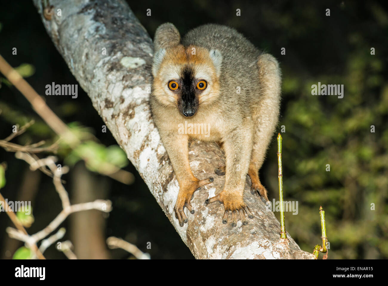 Rosso fiammante lemure marrone (il Eulemur Rufus), Kirindy forest, Morondava, provincia di Toliara, Madagascar Foto Stock