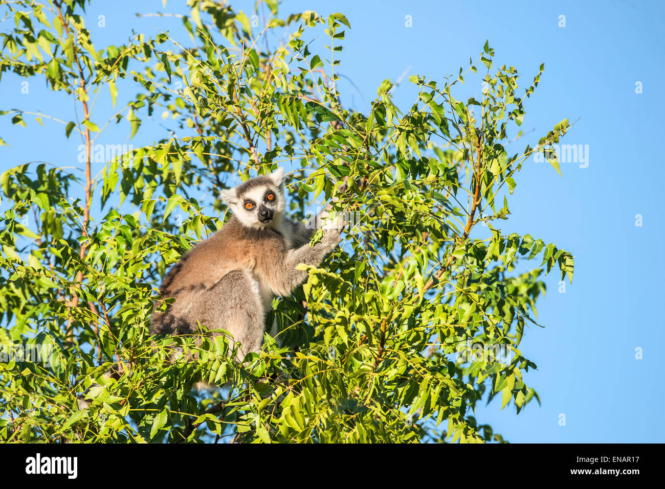 Anello-tailed Lemur (Lemur catta), Berenty riserva naturale, Fort Dauphin, provincia di Toliara, Madagascar Foto Stock