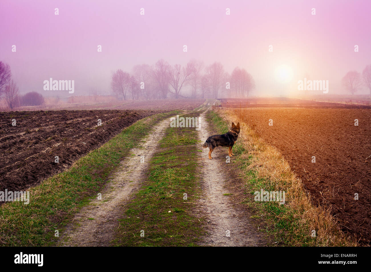 In autunno la nebbia del paesaggio rurale con il cane Foto Stock