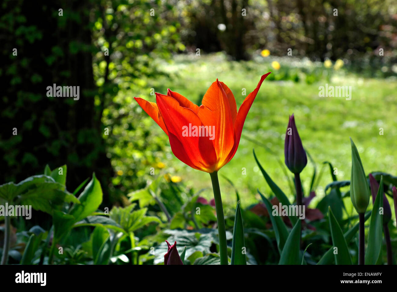 Red Tulip fiori (Trionfo Tulpe Frisco) in giardino Foto Stock