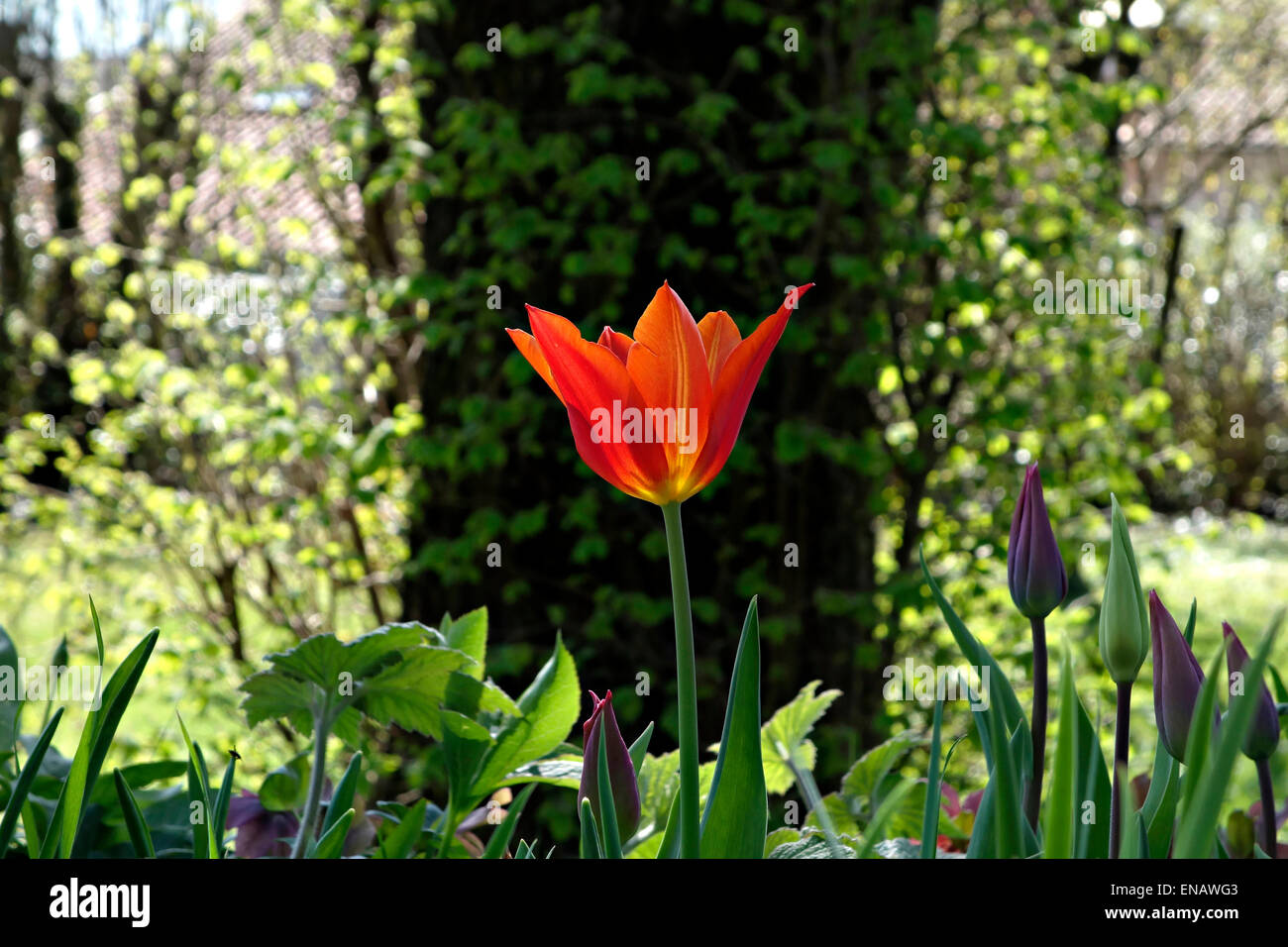 Red Tulip fiori (Trionfo Tulpe Frisco) in giardino Foto Stock