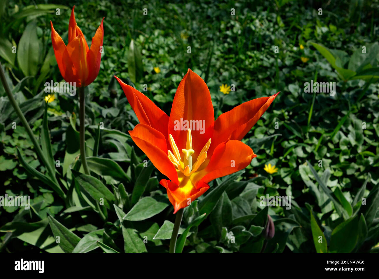 Red Tulip fiori (Trionfo Tulpe Frisco) in giardino Foto Stock