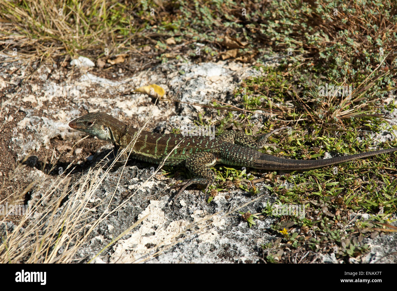 Sulla grande isola degli uccelli off Antiguan coast alcune Griswold's Ameiva lucertole sono a prendere il sole, una lucertola endemica di Antigua e Barbuda. Foto Stock