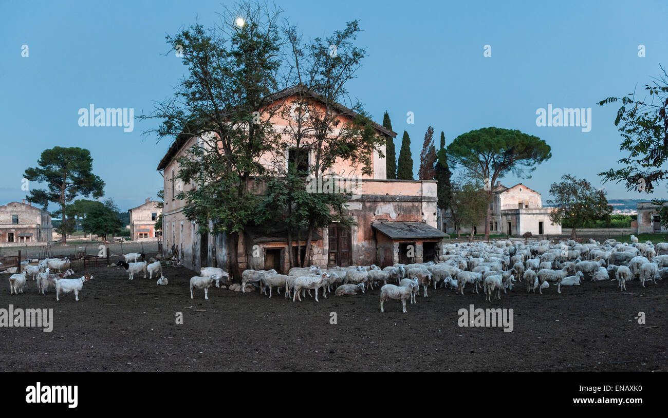 Un gregge di pecore in una fattoria sotto una luna piena nella campagna siciliana vicino a Siracusa (Siracusa), Sicilia, Italia Foto Stock