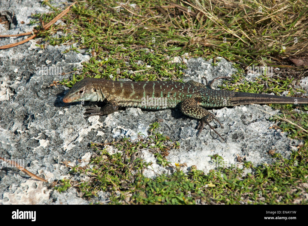 Sulla grande isola degli uccelli off Antiguan coast alcune Griswold's Ameiva lucertole sono a prendere il sole, una lucertola endemica di Antigua e Barbuda. Foto Stock