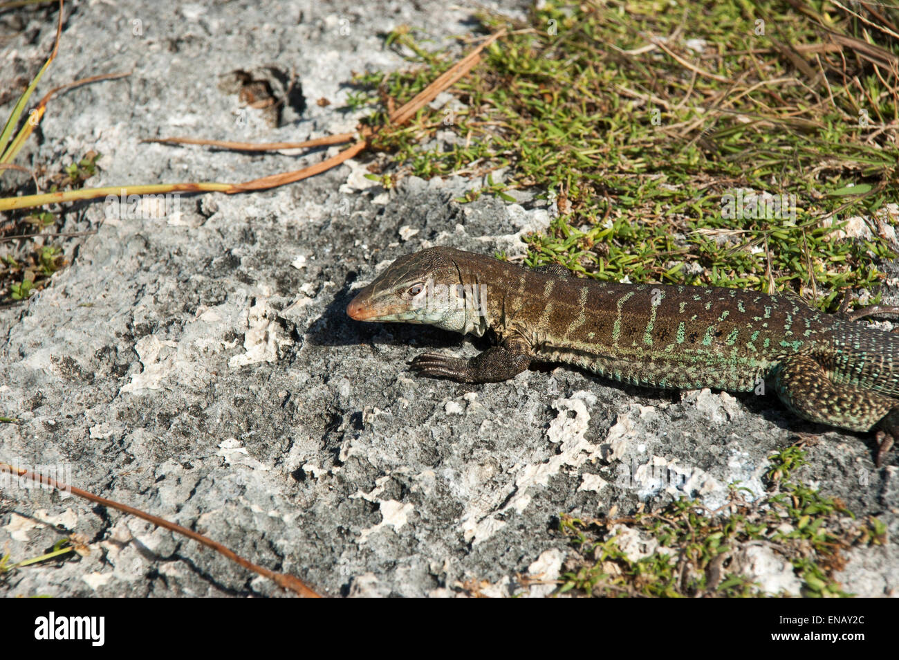 Sulla grande isola degli uccelli off Antiguan coast alcune Griswold's Ameiva lucertole sono a prendere il sole, una lucertola endemica di Antigua e Barbuda. Foto Stock