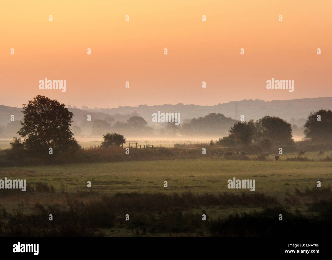 La mattina presto sulla valle Taw, North Devon; gli agricoltori i campi adiacenti al fiume Taw nei primi Nebbia di mattina Foto Stock