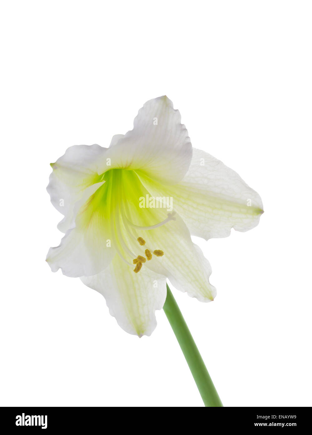 Bianco fiore Amaryllis isolati su sfondo bianco e il tracciato di ritaglio Foto Stock