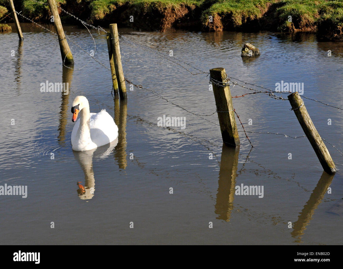 Swan filo di riflessione Stock recinto nel fiume Braunton grande campo Marsh Velator Foto Stock