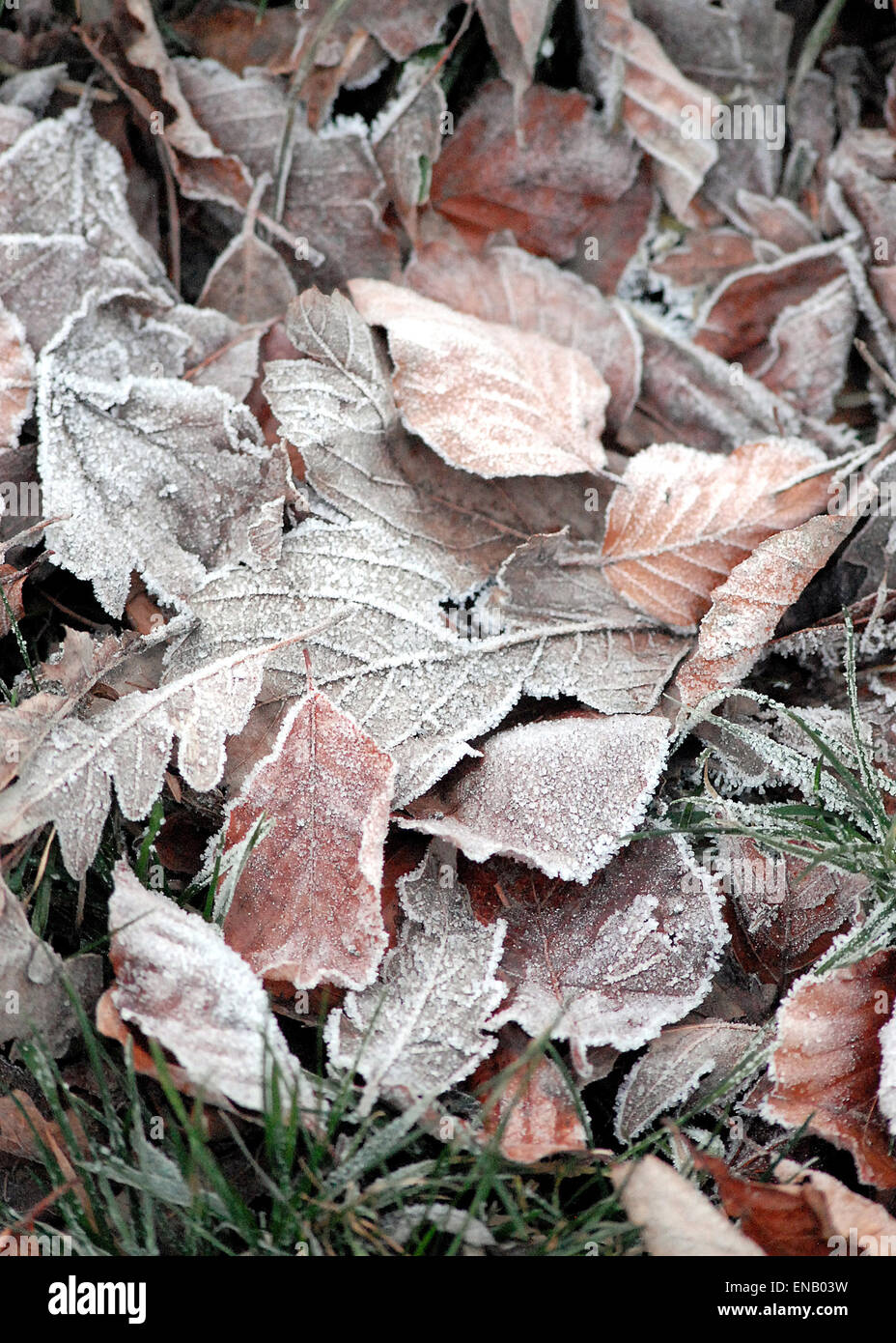 Vista invernale North Devon gelo su caduto foglie marrone Frosty mattina in campagna Foto Stock