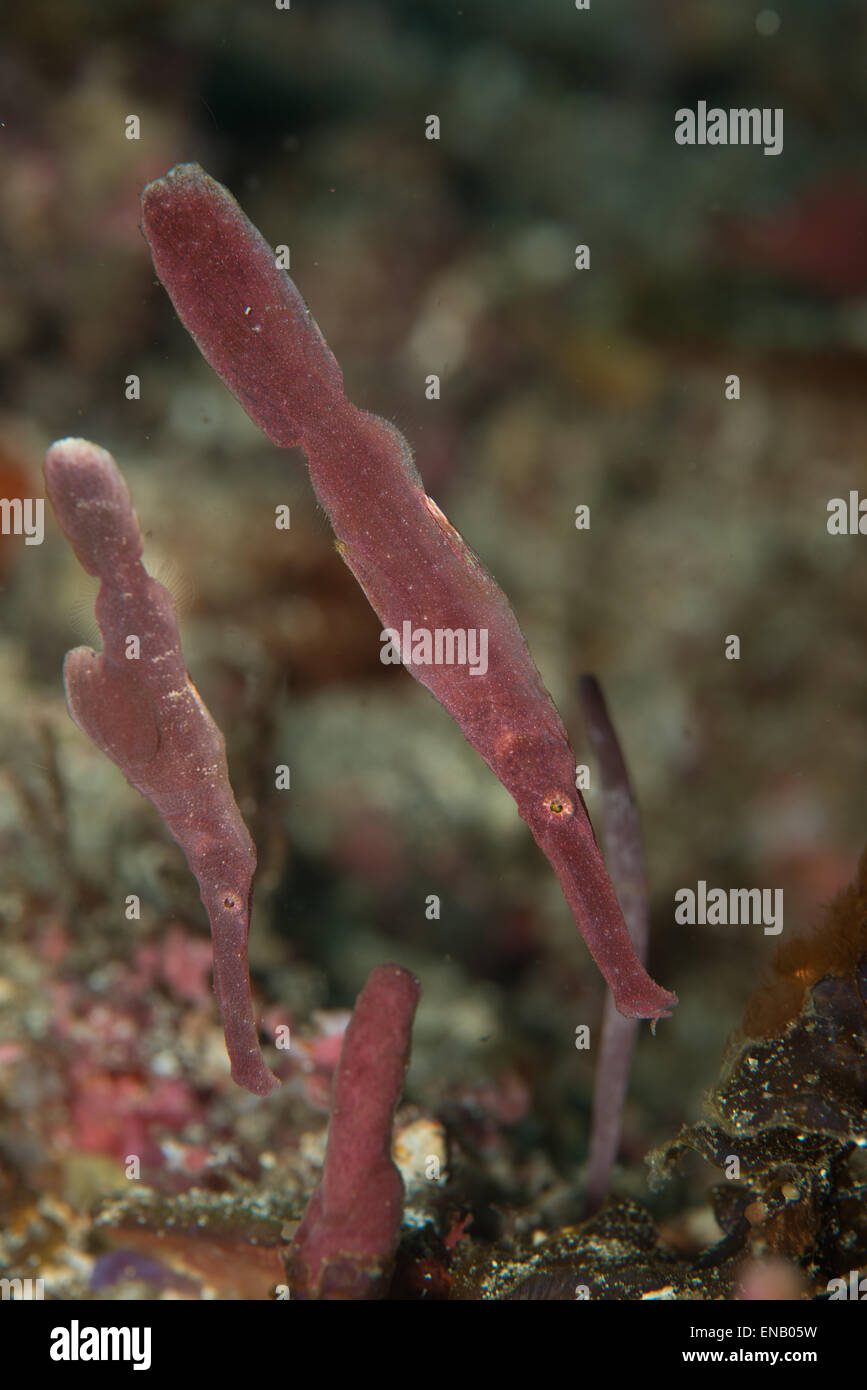 Una coppia di velluto ghost pipefish con uova nell'uovo tasca dalla baia di Kalabahi alor, Indonesia Foto Stock