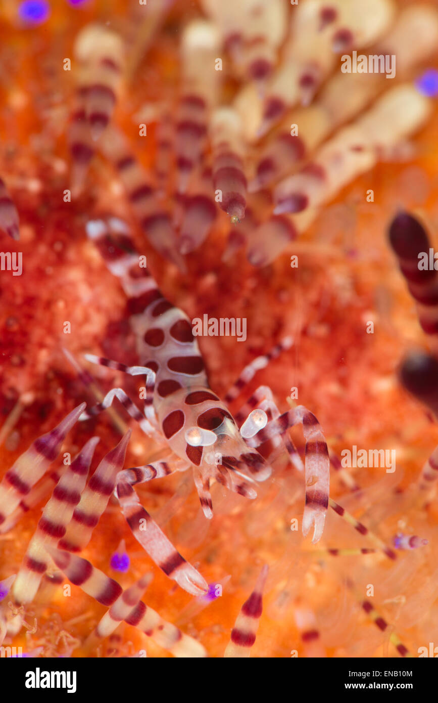 Un coleman gamberi lasciando su un luminoso rosso fuoco dei ricci di mare Foto Stock