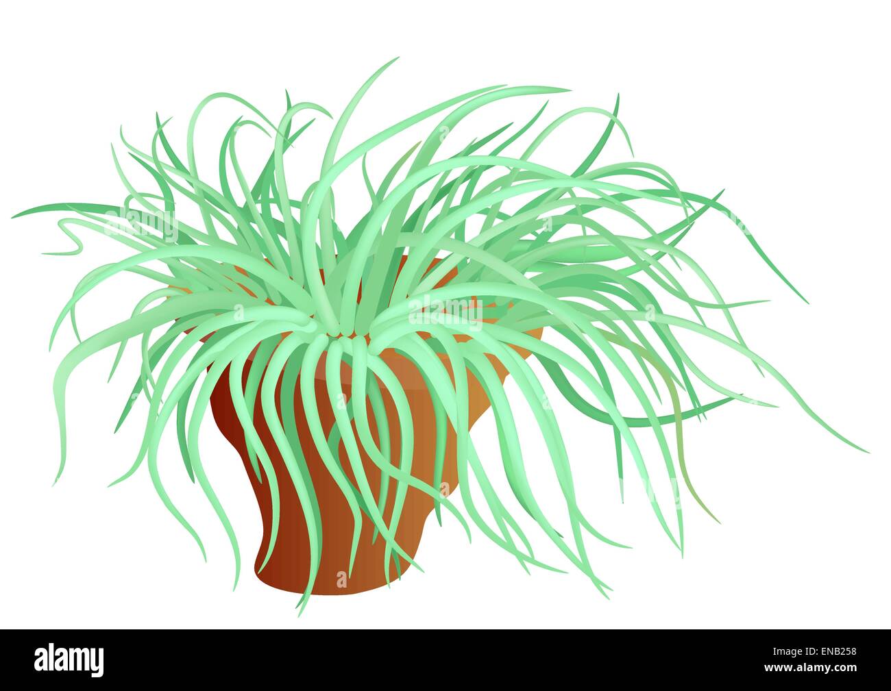 Anemone marittimo - mare flower - vettore Illustrazione Vettoriale