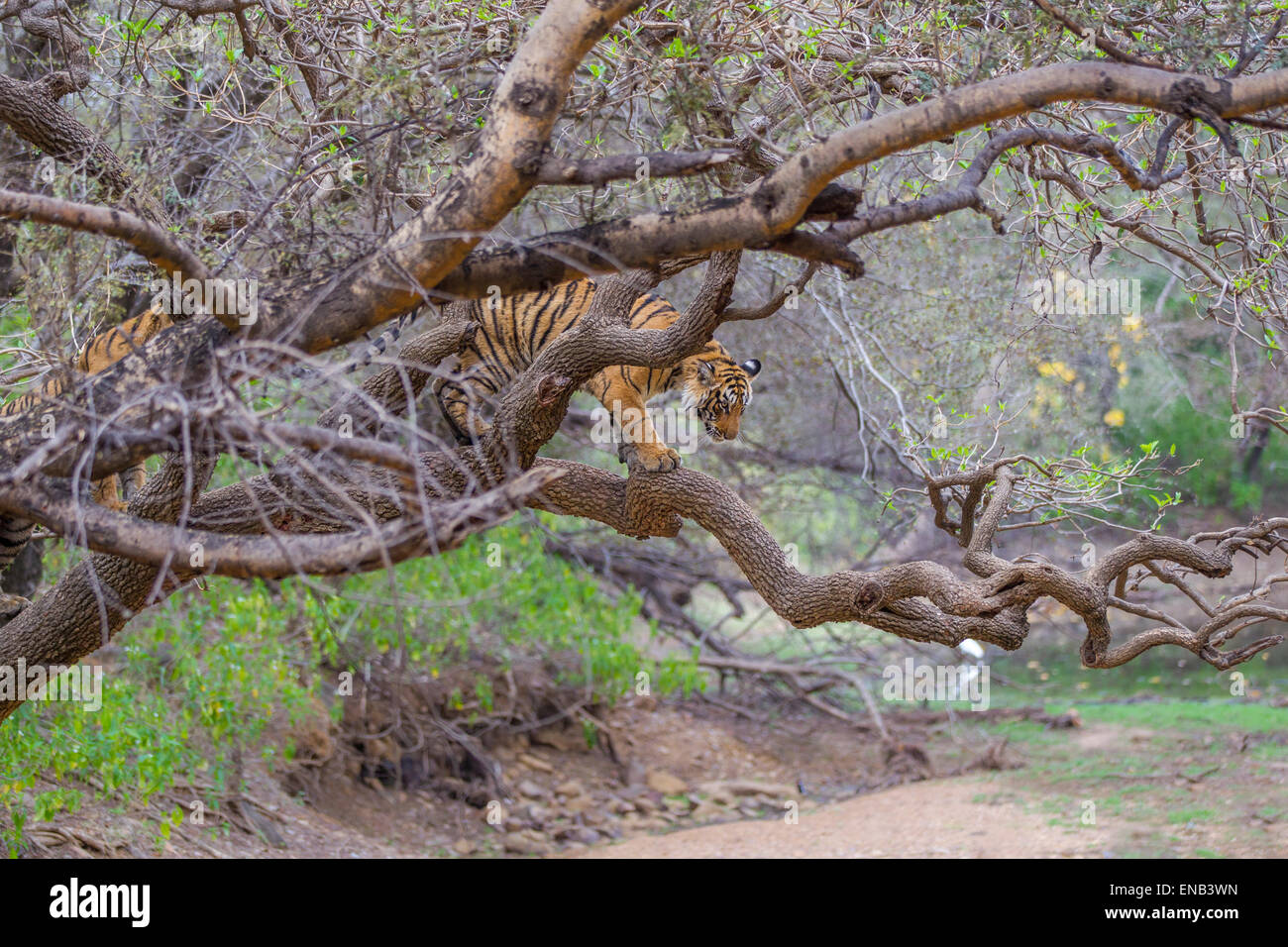 Una tigre del Bengala fratelli intorno a 13 mesi arrampicata su un albero, a Ranthambhore foresta, India. [Panthera Tigris] Foto Stock