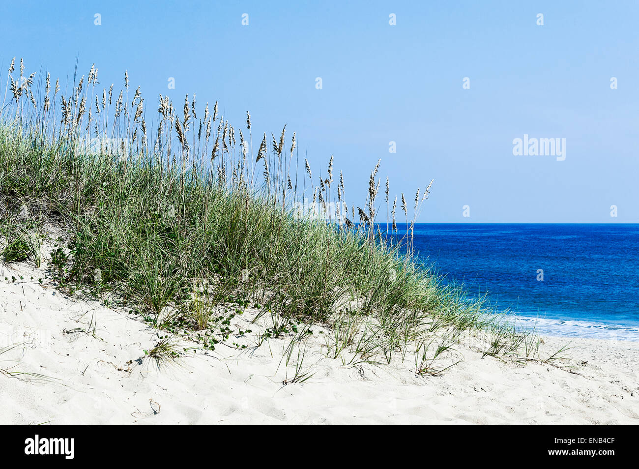 Erba di dune e spiaggia, Outer Banks, North Carolina, STATI UNITI D'AMERICA Foto Stock