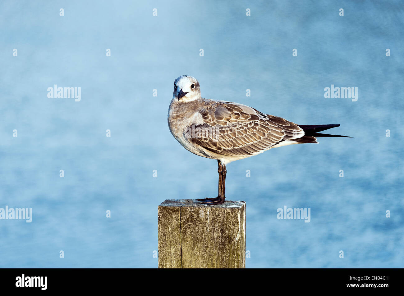 Shorebird arroccato su un dock post, Corolla, North Carolina, STATI UNITI D'AMERICA Foto Stock