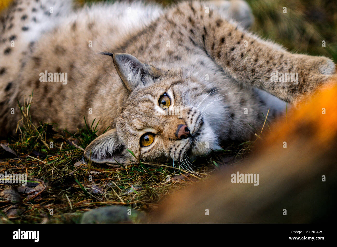 Bobcat, Lynx lynx Foto Stock