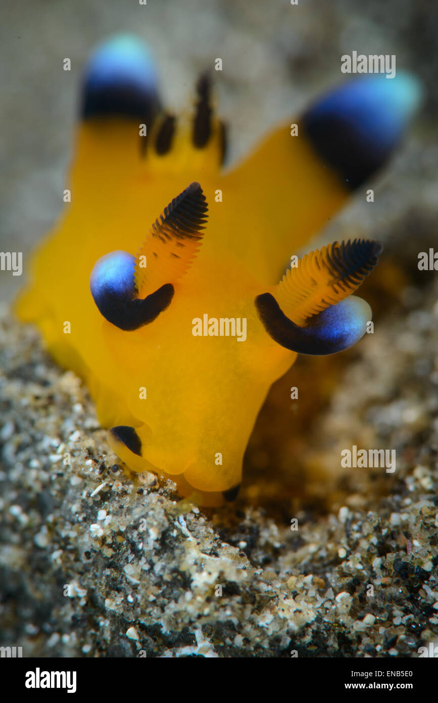 Un molto piccoli e piccolissimi picatchu o pokemon nudibranch noto anche come thecacera pacifica Foto Stock