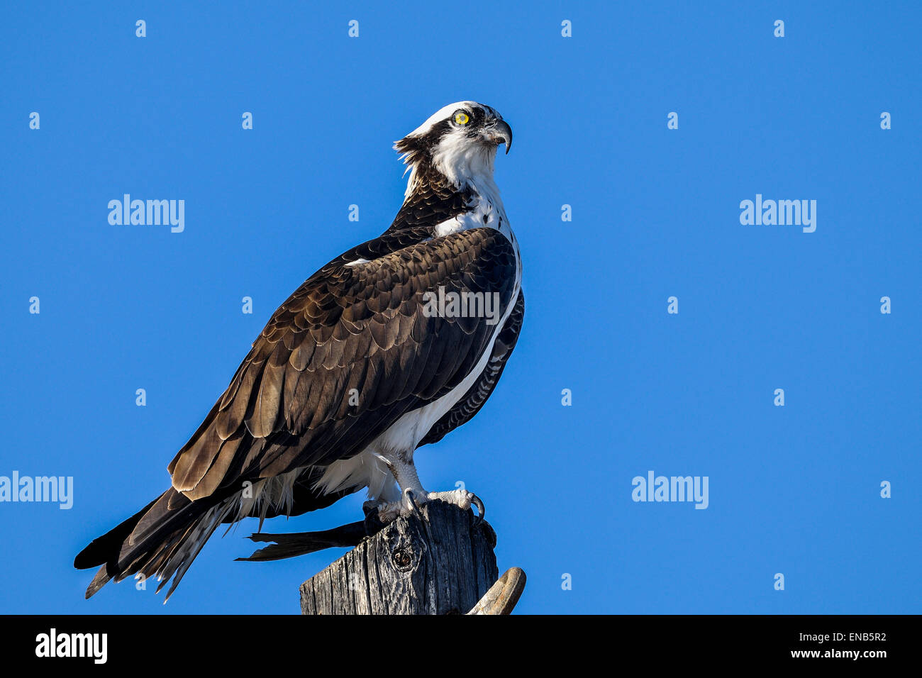 Osprey, Pandion haliaetus Foto Stock