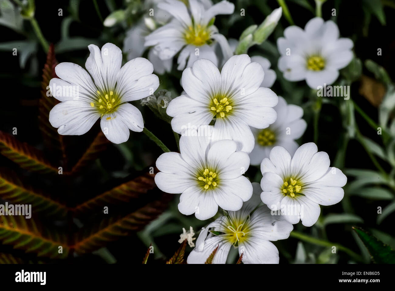 Neve in estate, Cerastium tomentosum, Espoo Foto Stock