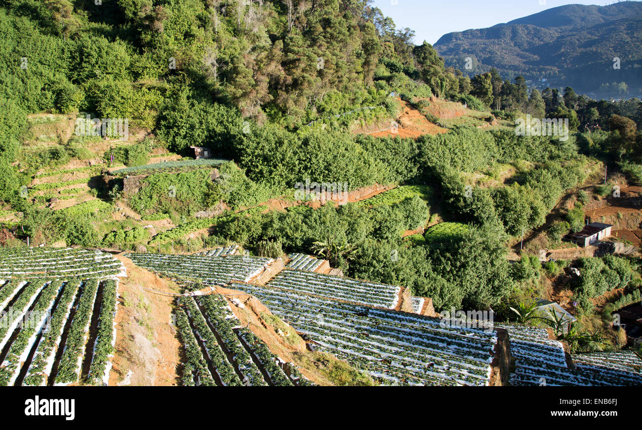 Terrazze di colture vegetali vicino alla città di Nuwara Eliya, provincia centrale, Sri Lanka, Asia Foto Stock