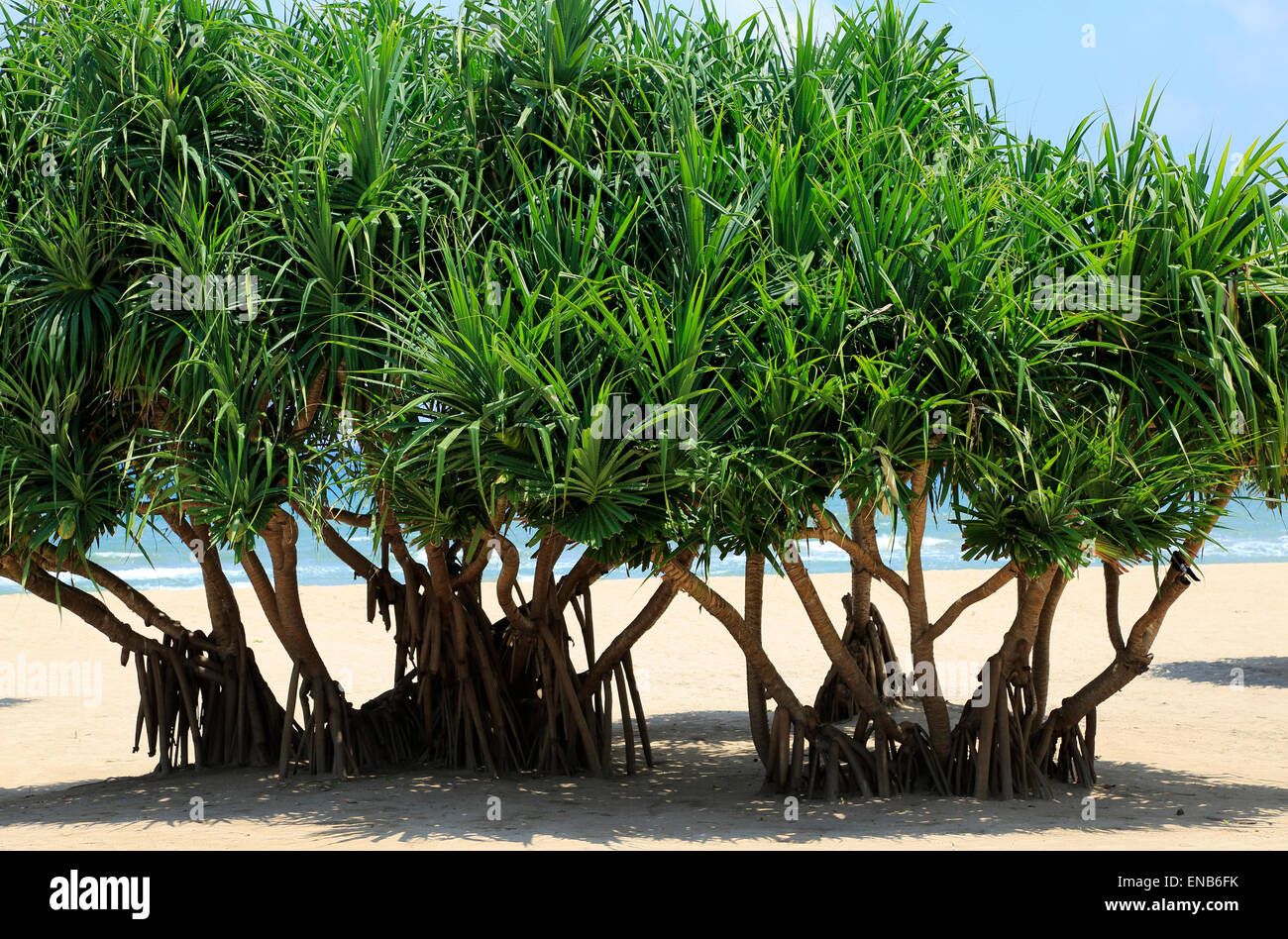 Palme Pandanus alberi che crescono sulla spiaggia sabbiosa, Nilaveli, Trincomalee, Sri Lanka, Asia Foto Stock