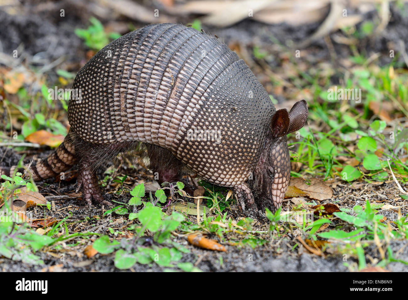 A nove fasce armadillo Foto Stock