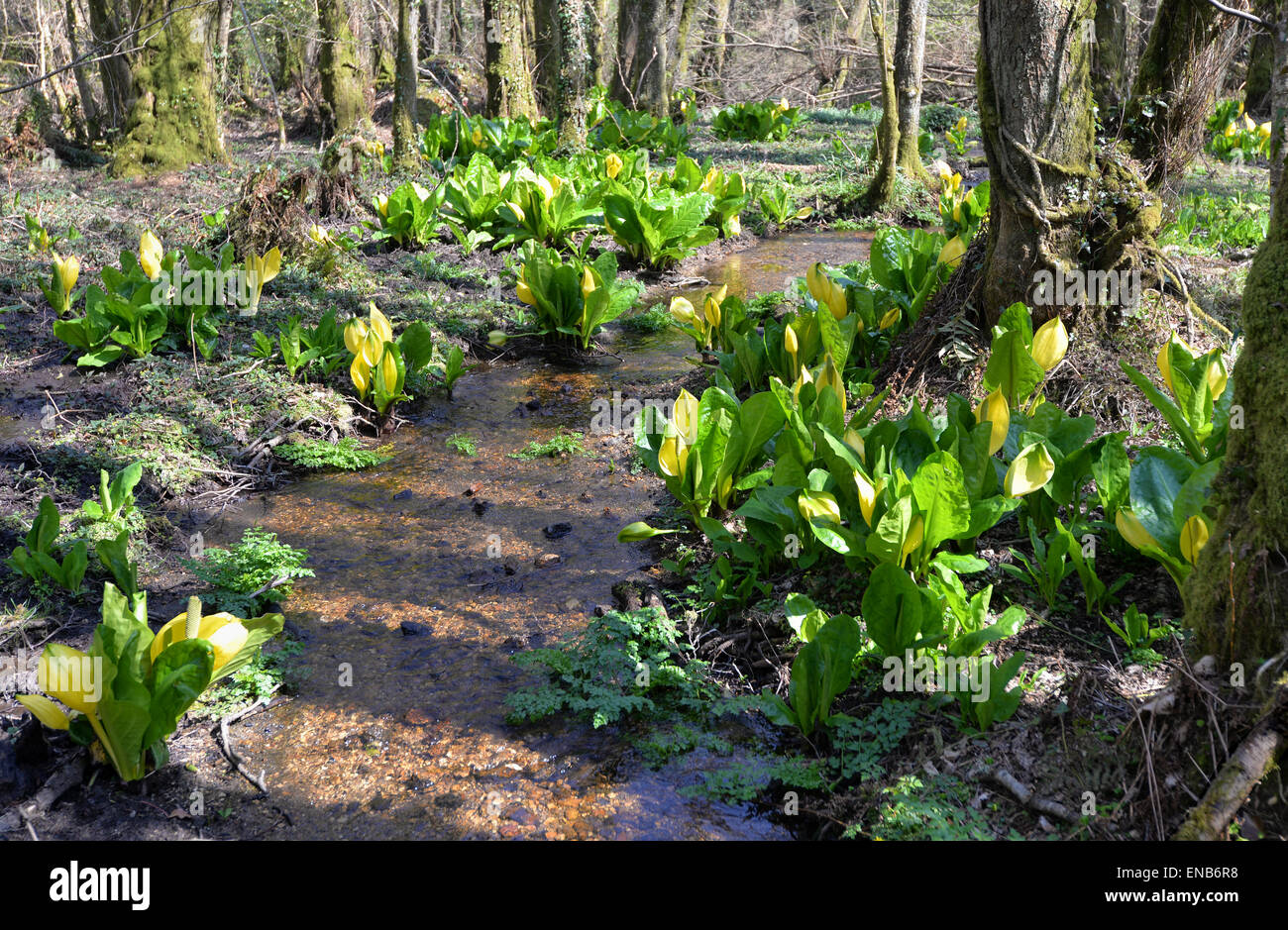 Giallo Skunk cavolo (Lysichiton americanus) cresce in una zona paludosa e nel South Devon, Regno Unito. Noto anche come American Skunk cavolo. Foto Stock