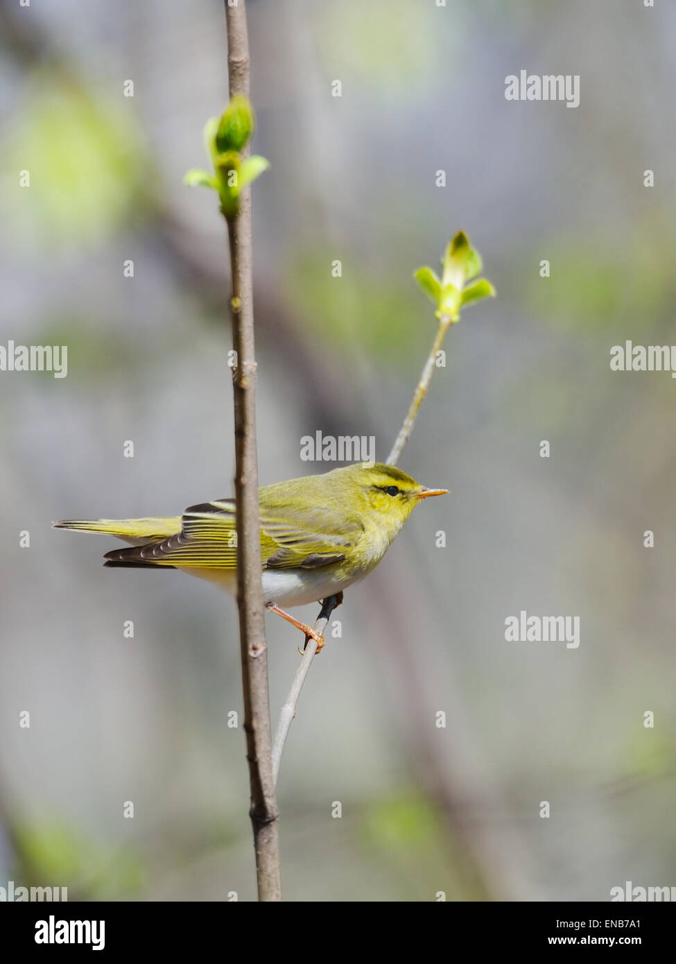 Legno trillo (Phylloscopus sibilatrix) nella Foresta di primavera Foto Stock