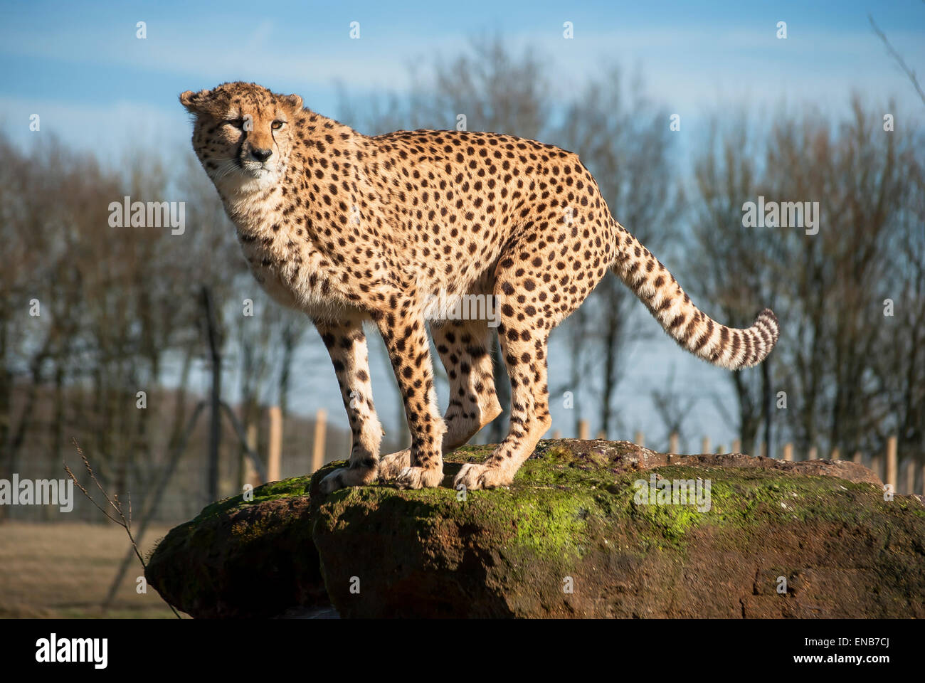 Cheetah in un molto pongono ancora Foto Stock