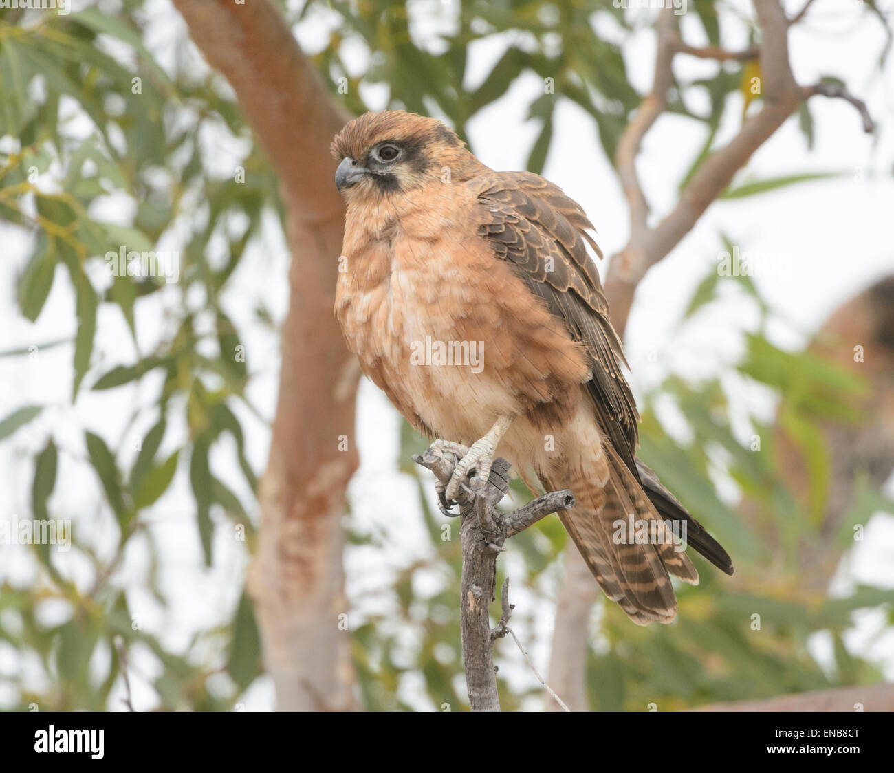 Brown Falcon (Falco berigora), Mornington Wilderness Camp, regione di Kimberley, Australia occidentale Foto Stock