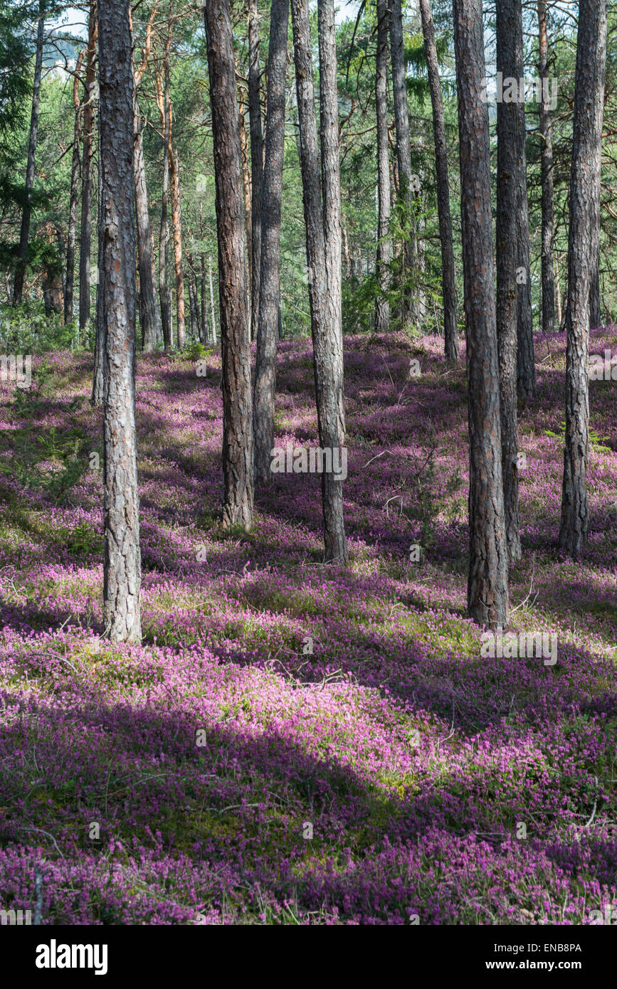 Molla di fioritura e brughiere (Erica carnea) in una foresta, Tirolo, Austria Foto Stock